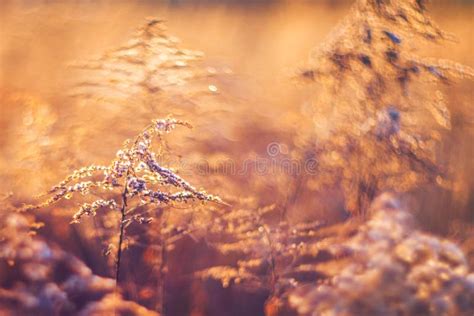 Meadow at sunset stock image. Image of season, october - 63801411