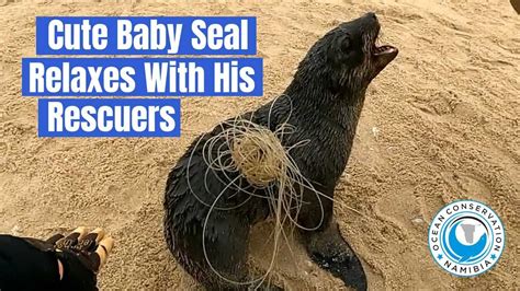 Baby Seal Relaxes with Rescuers - YouTube