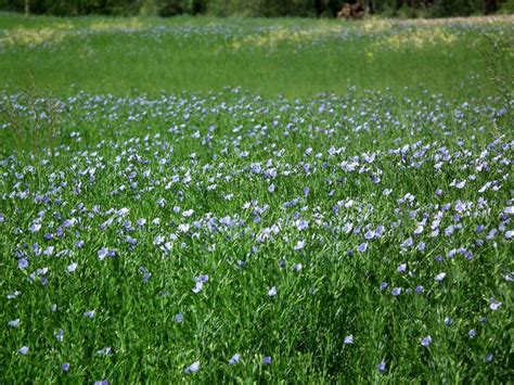 Days on the Claise: Flax Cultivation in the Touraine