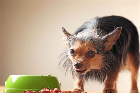 The 9 Best Dog Food Mats (and Two You Should Completely Avoid)