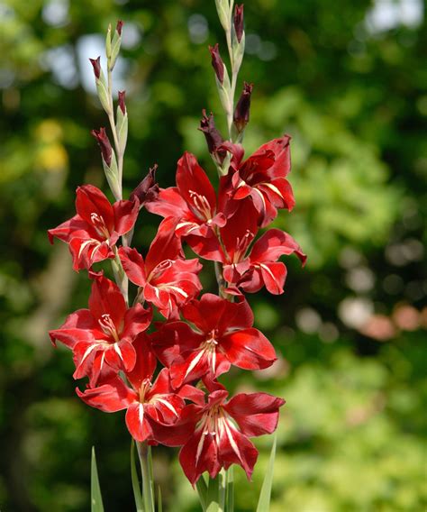 Types of gladioli: 12 varieties for color and flamboyance | Homes & Gardens