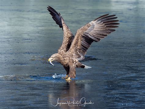 Steller's Sea Eagles | Japan Photo Guide