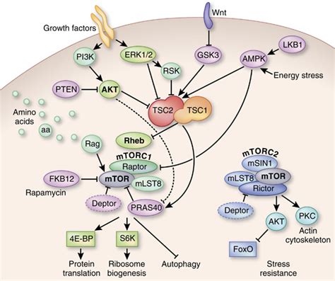 Mtor Autophagy Pathway