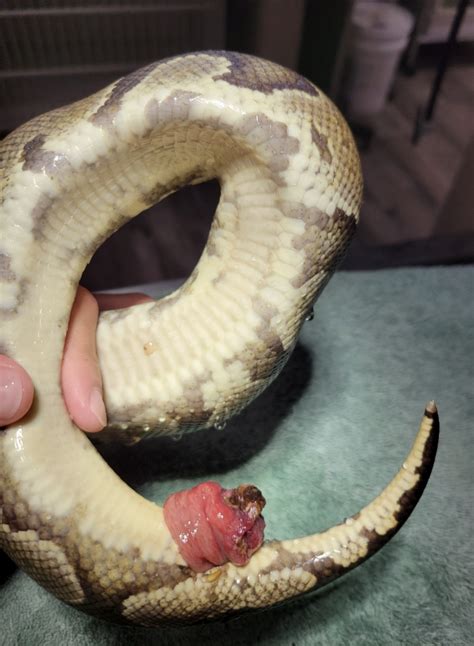 Cloacal Prolapse | Arizona Exotics | Reptiles & Amphibians Resources