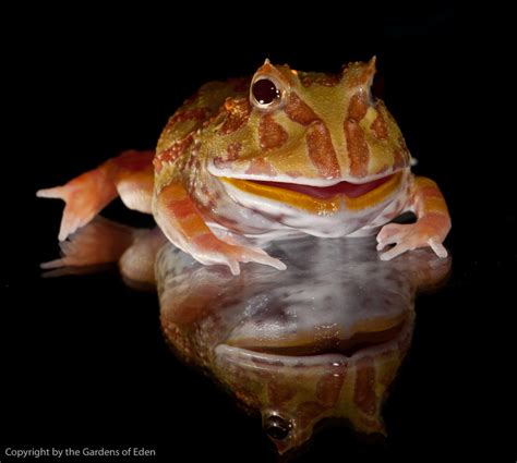 Pyxicephalus adspersus, Albino Pyxie Frog by Michael Kern / 500px