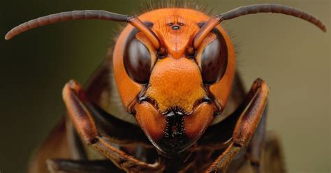 What Are Murder Hornets? Asian Giant Hornet In Canada