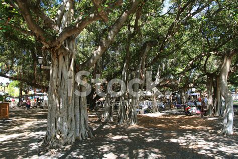 Lahaina Maui Hawaii Banyan Tree Stock Photo | Royalty-Free | FreeImages