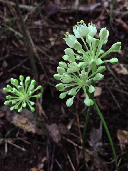 Allium tricoccum (Ramps, Ramson, Spring Onion, Wild Leek) | North Carolina Extension Gardener ...