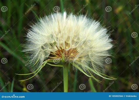 Seed Head of the Yellow Goats Beard Stock Photo - Image of head ...