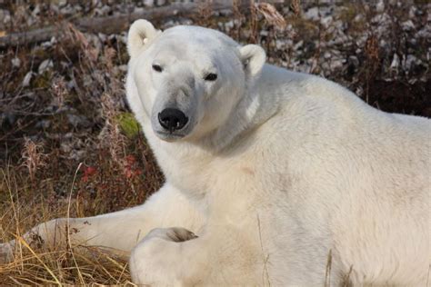 The Best 7 Wildlife Experiences In Canada You Should Do Now