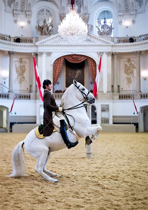 Aug - Dec | Lipizzaner's at the Spanish Riding School of Vienna | Vienna, Austria Equestrian ...