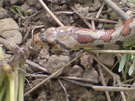 Leopard Snake by Maltese-Naturalist on DeviantArt