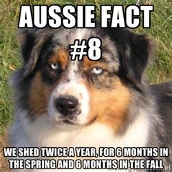 Image result for australian shepherd memes | Aussie dogs, Australian shepherd dogs, Australian ...