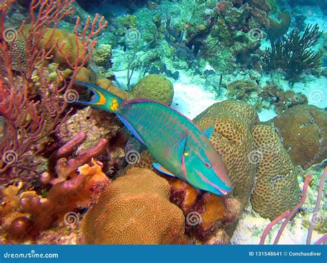 Stoplight Parrotfish Terminal Phase Male Stock Image - Image of terminal, mexico: 131548641