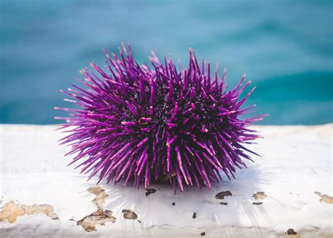 Bermuda Beasts: 8 Facts About The Purple Sea Urchin - The Bermudian ...