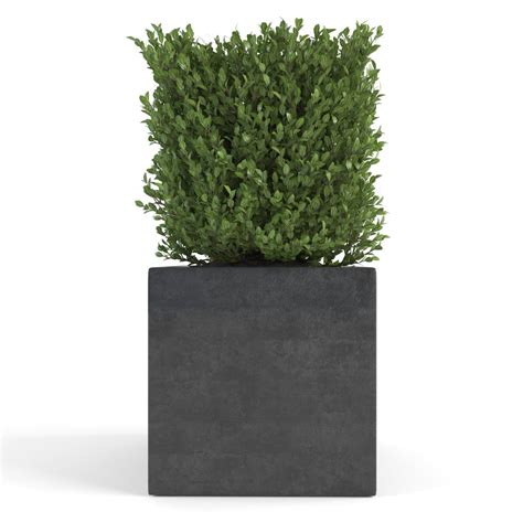 boxwood - set 2 3d max