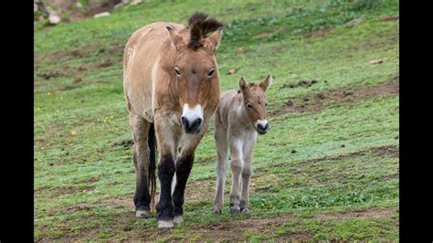 San Diego Safari Park welcomes newborn Przewalski's Horse | cbs8.com