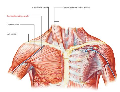 Pectoral Region Muscles Anatomy – Earth's Lab