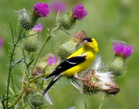 New Jersey State Bird | Eastern Goldfinch