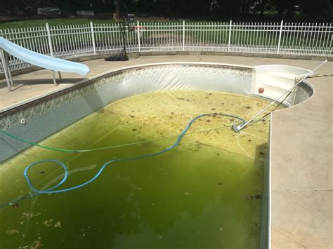 Mustard Algae – How to diagnose and treat Mustard or Yellow Algae in your Swimming Pool – Ask ...