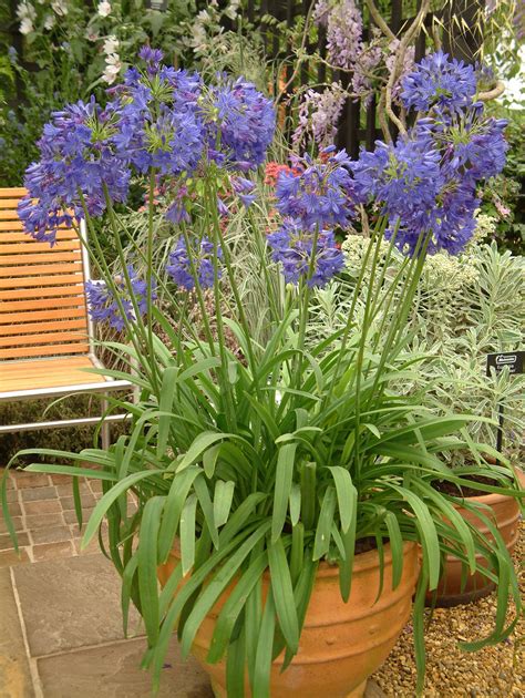 Agapanthus in Terracotta Pot | Perennials, Perennial garden, Back garden