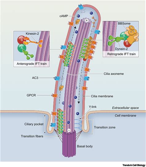 Regulation of the length of neuronal primary cilia and its potential ...