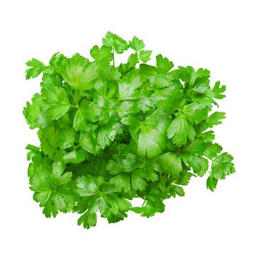 "Flat Leaf Parsley" Images – Browse 874 Stock Photos, Vectors, and Video | Adobe Stock