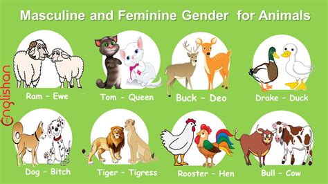 Masculine And Feminine Gender Of Animals List - Ultimate Gender List ...