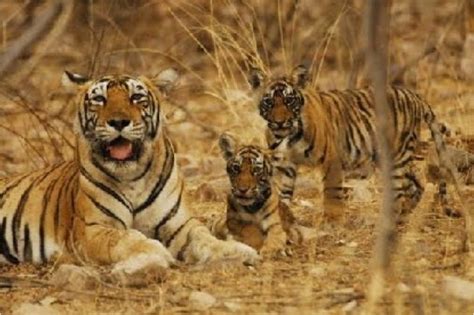 Tiger Reserves in India | Indiamap