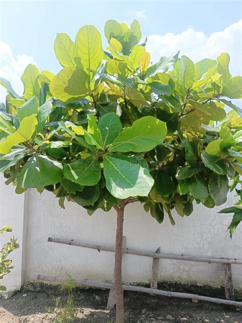 Indian-almond tree plant stock image. Image of deciduous - 254531027