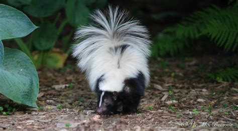 Tips and ideas on de-skunking your dog — FERNS & FEATHERS