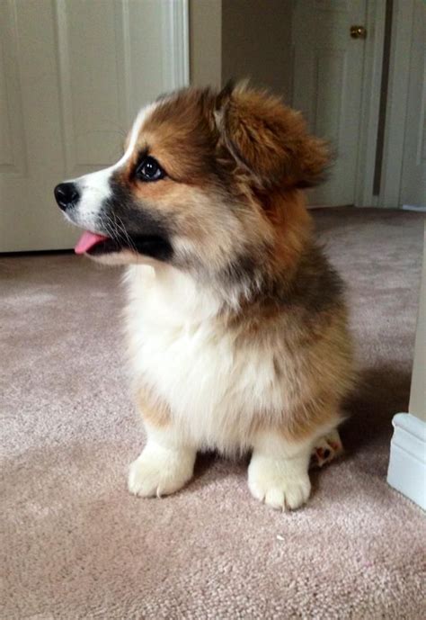 Sweet fluffy corgi pup Z | Welsh corgi puppies, Pembroke welsh corgi puppies, Corgi