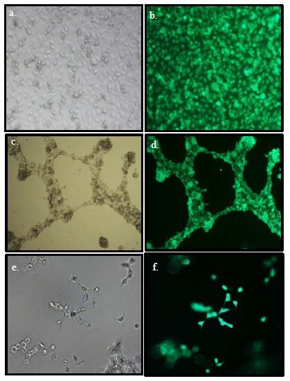 Angiogenesis Assay Kit (In Vitro) (ab204726) | Abcam