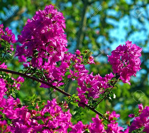 Trinitaria Bougainvillea púrpura Foto de archivo - 74632443 Beautiful Flowers, Spring, Plants ...