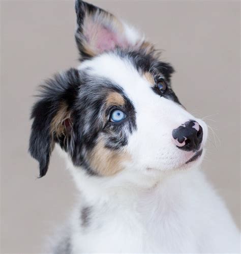 Border Collie Blue Merle Welpen