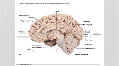 Gross Anatomy of the Brain and Cranial Nerves - YouTube