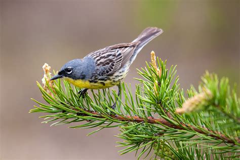 Smithsonian Insider – Keeping Track of Kirtland’s Warbler All Year Long―A Scientific First ...