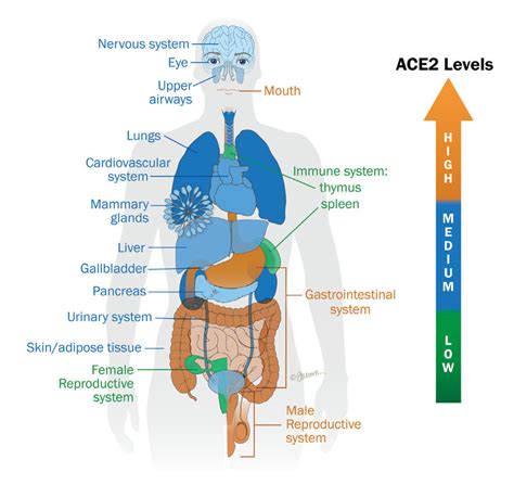 Overview of the expression level of ACE2 receptors | Download Scientific Diagram