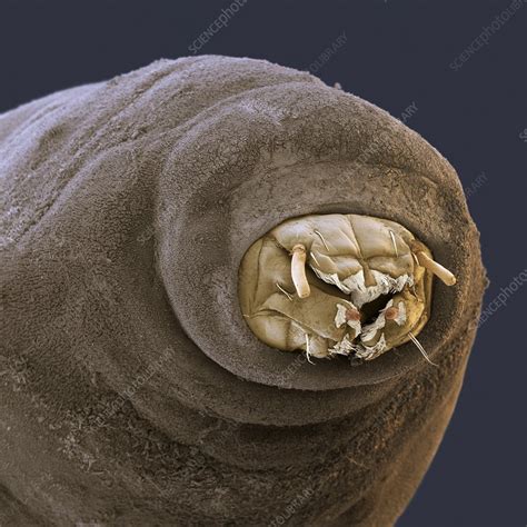 Crane fly larva, SEM - Stock Image - C029/0417 - Science Photo Library