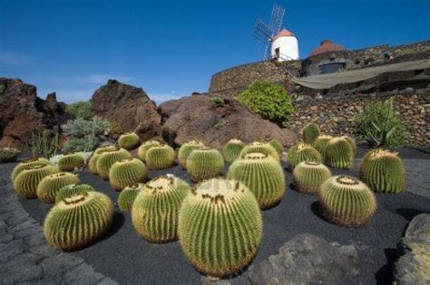 Jardín de Cactus en Lanzarote (César Manrique) | Cactus garden, Lanzarote, Canary islands