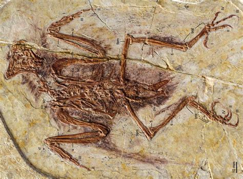 The 99-million-year-old Preserved Fossil Reveals A Baby Bird Of ...