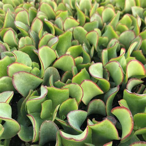 Crassula arborescens ‘Curly Green’ - Ripple Jade (2" Pot) | Little Prince To Go