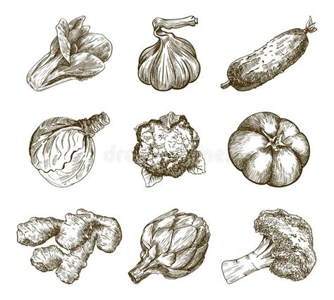 Cauliflower Harvesting Stock Illustrations – 270 Cauliflower Harvesting Stock Illustrations ...