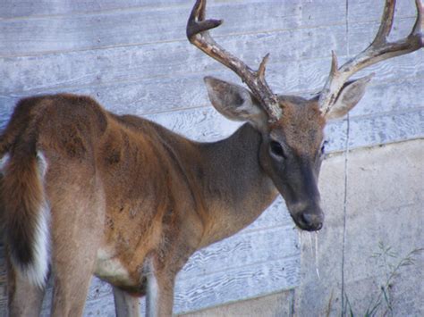 Chronic Wasting Disease