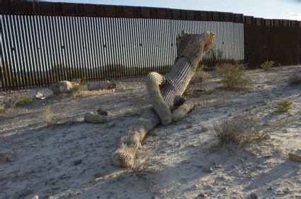 Congressional watchdog describes environmental harm of the border wall ...