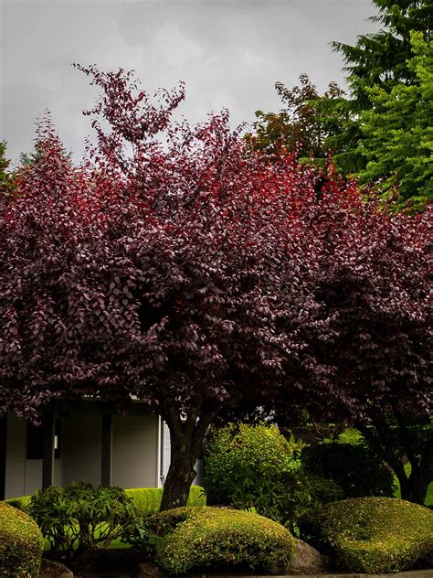 Krauter Vesuvius Purple Leaf Plum Trees For Sale | The Tree Center