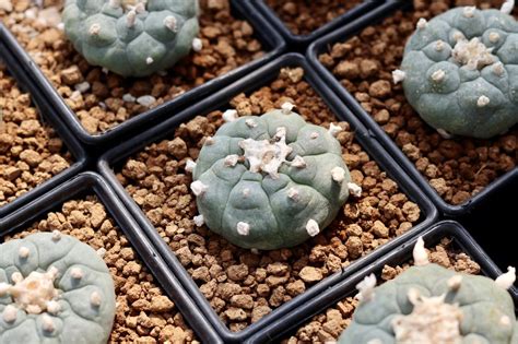 Peyote: Other Plants That are Healing Allies - RxLeaf