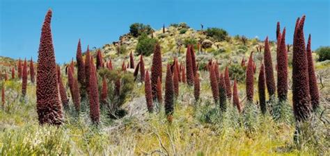 Excursion to Mount Teide for private groups | Volcano Teide