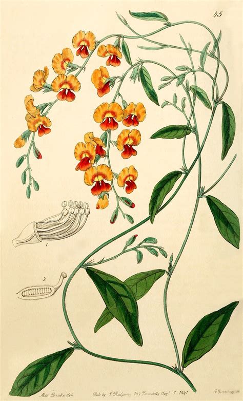 Inspiration: Vintage Botanical Illustrations