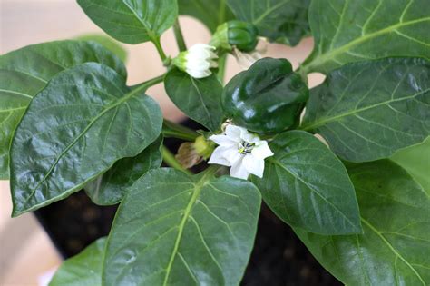 Pepper Plant Keeps Dropping Flowers - Garden Plant